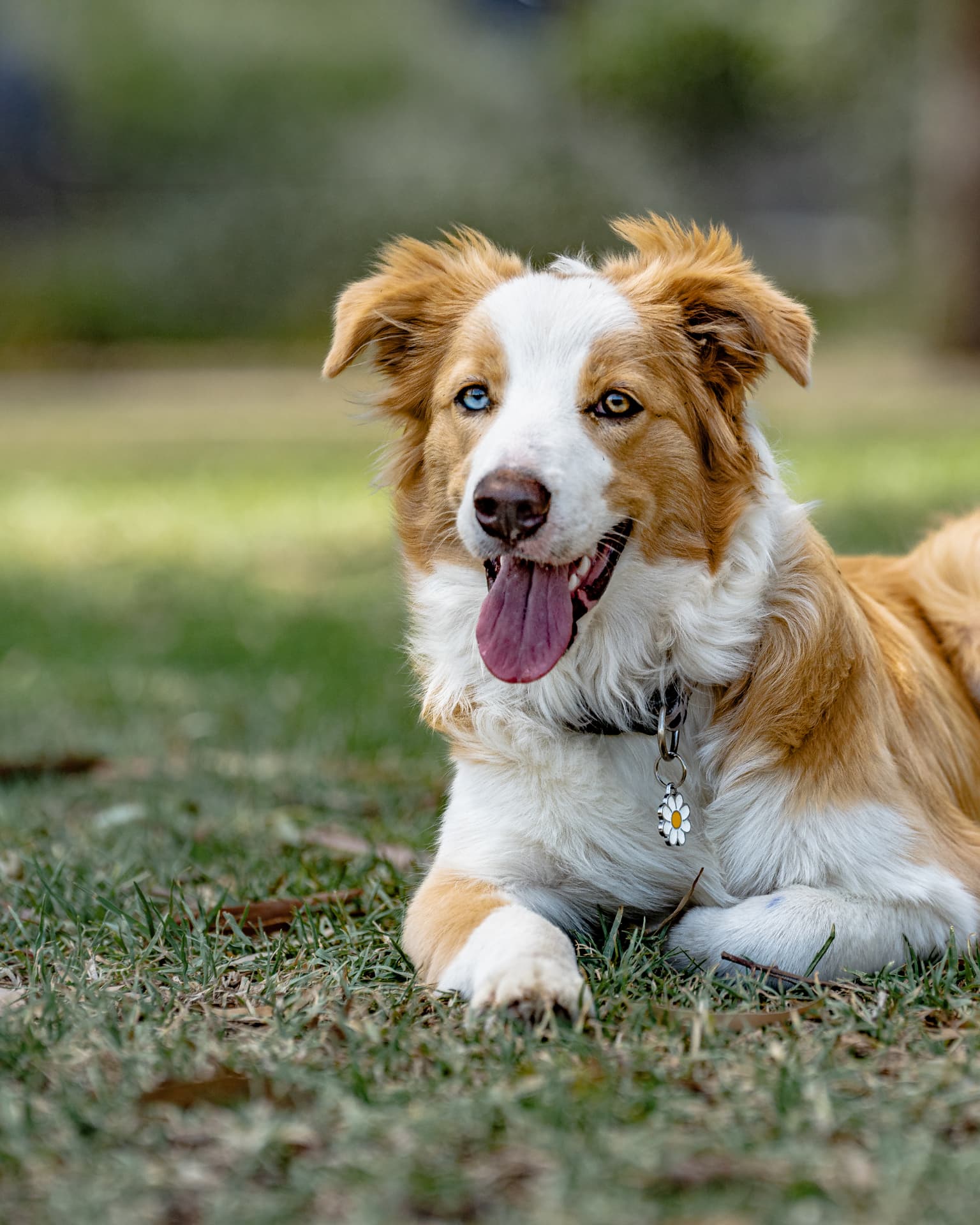 Pets photography by Marios Vogiatzis