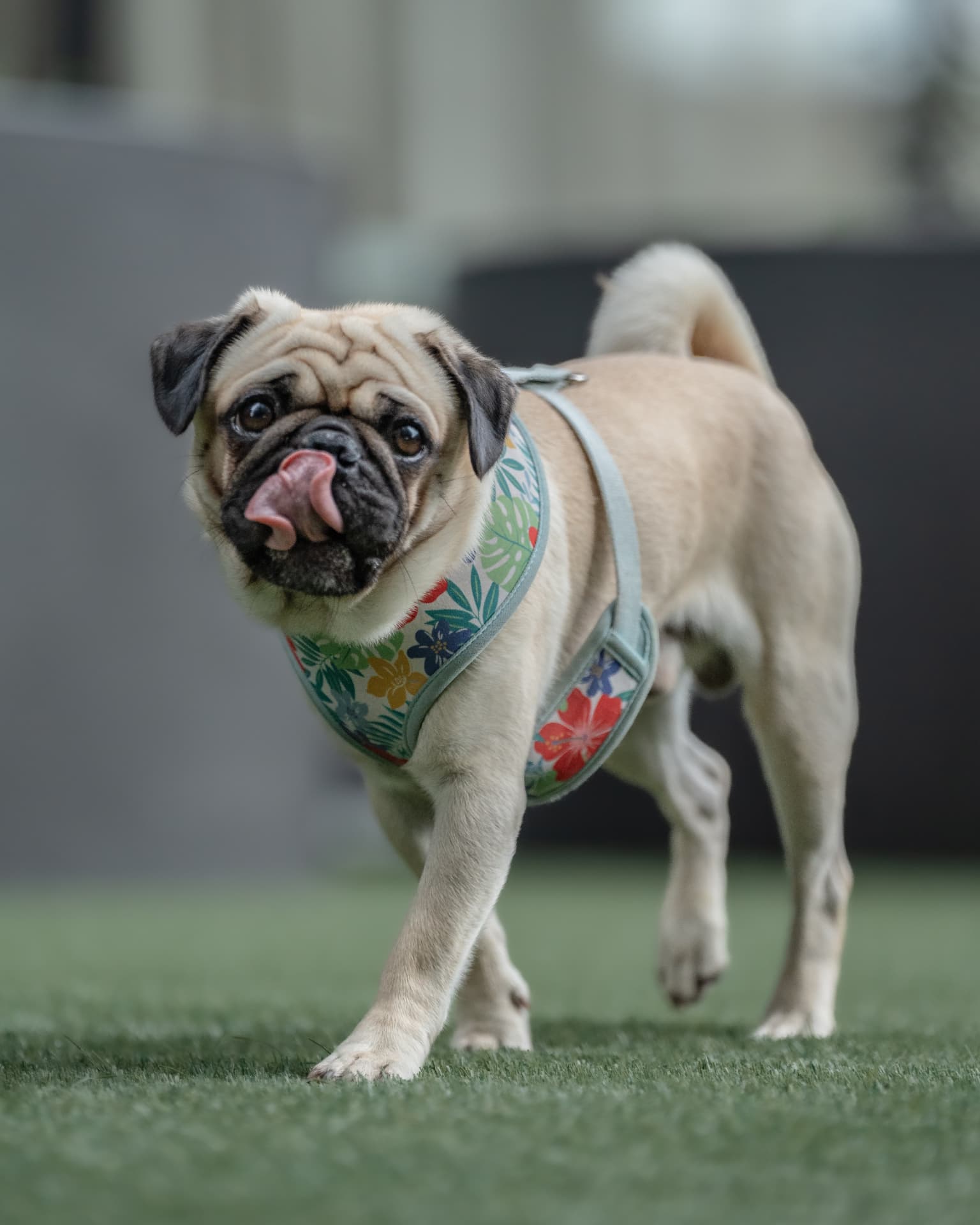 Pug in a floral harness licking its nose