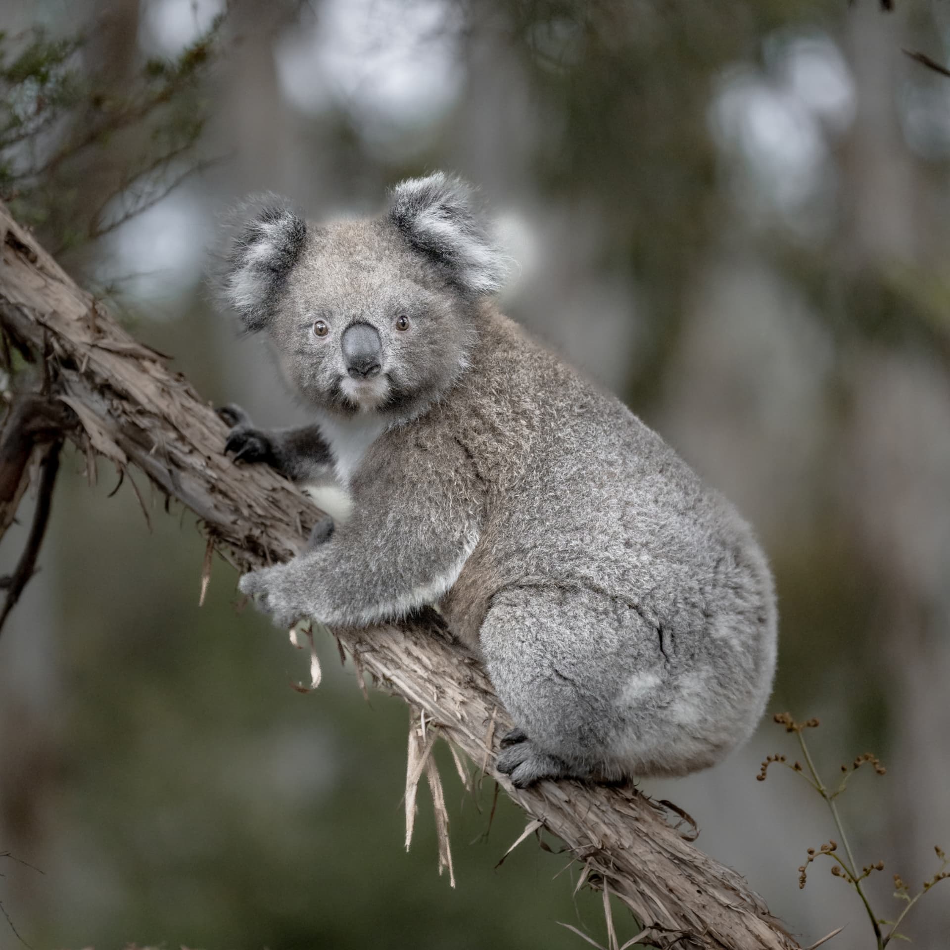 Koala resting on a eucalypt branch