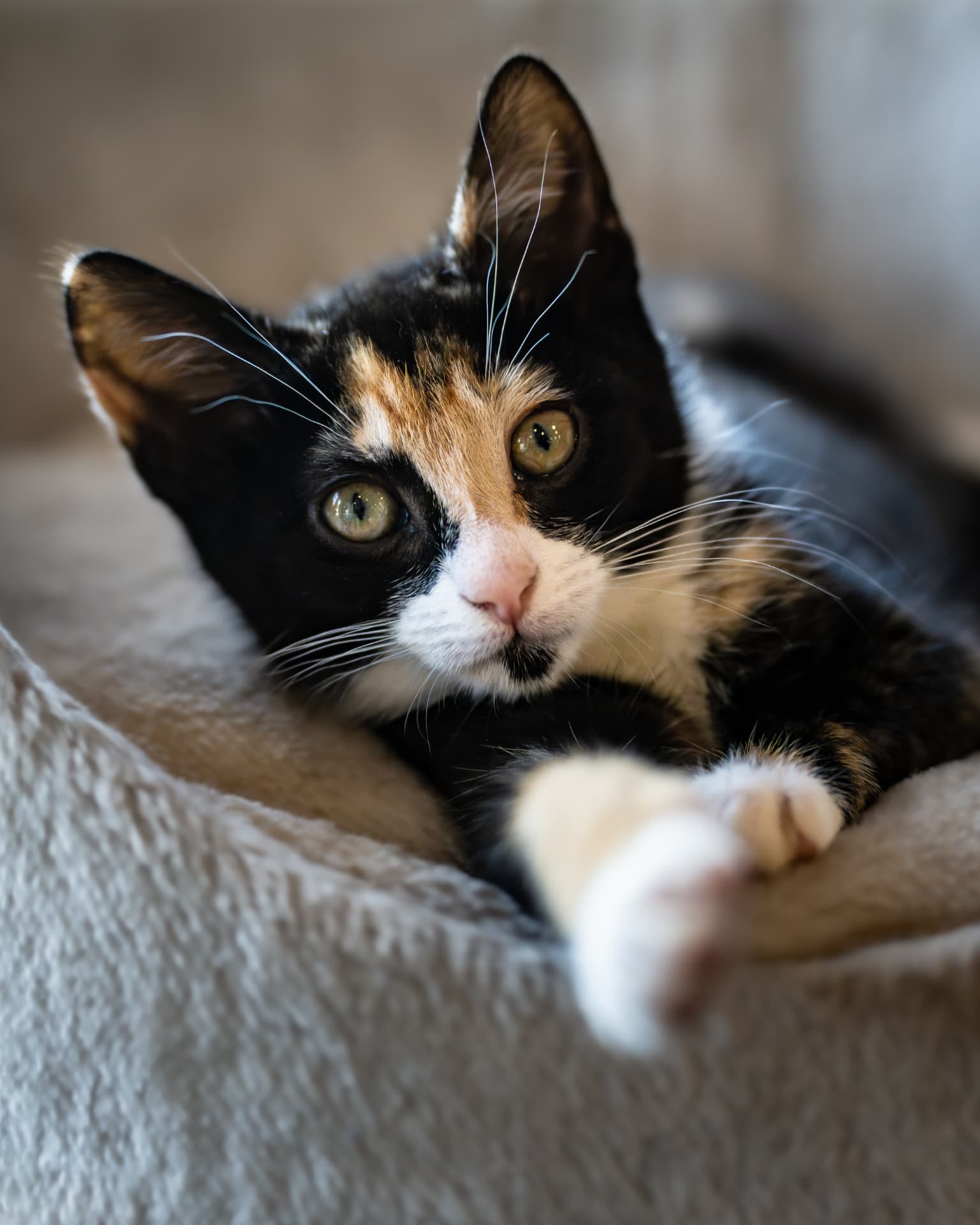 Calico kitten resting in a soft bed