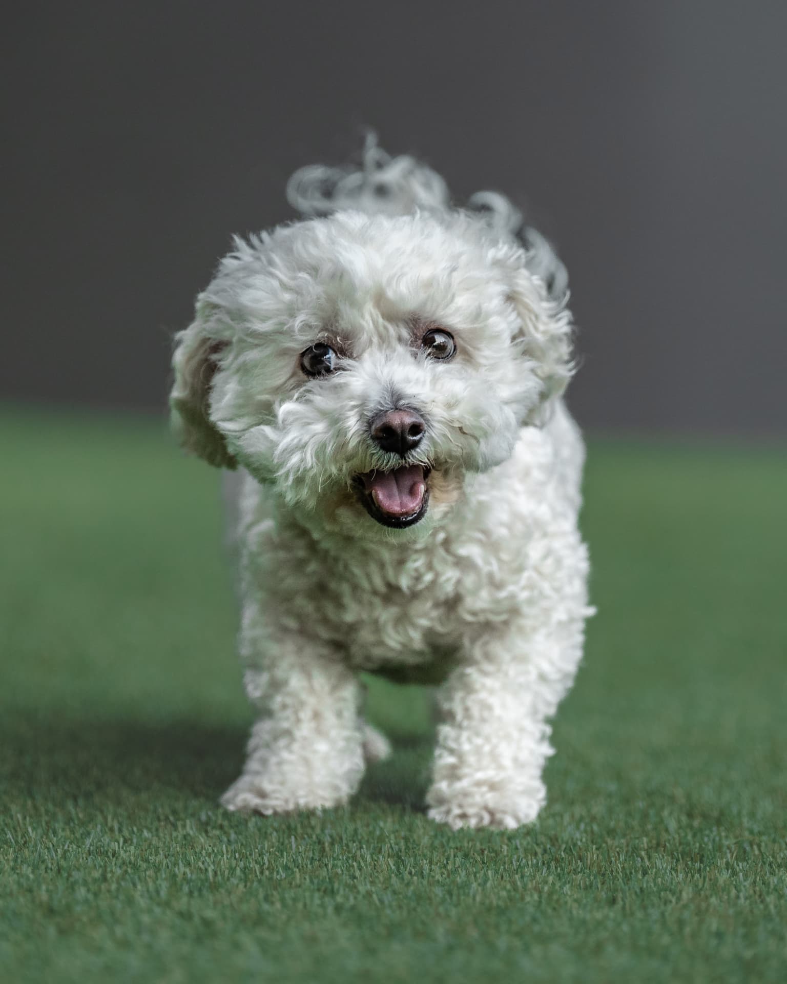 Small white bichon walking on grass