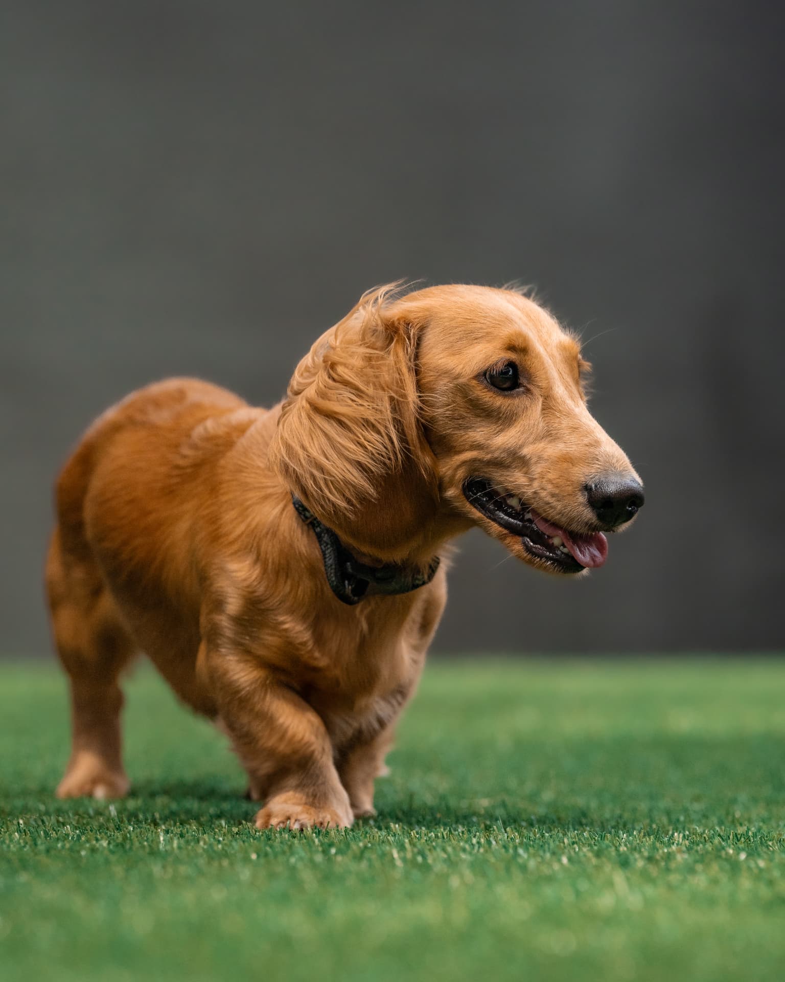 Golden dachshund walking on grass in studio light