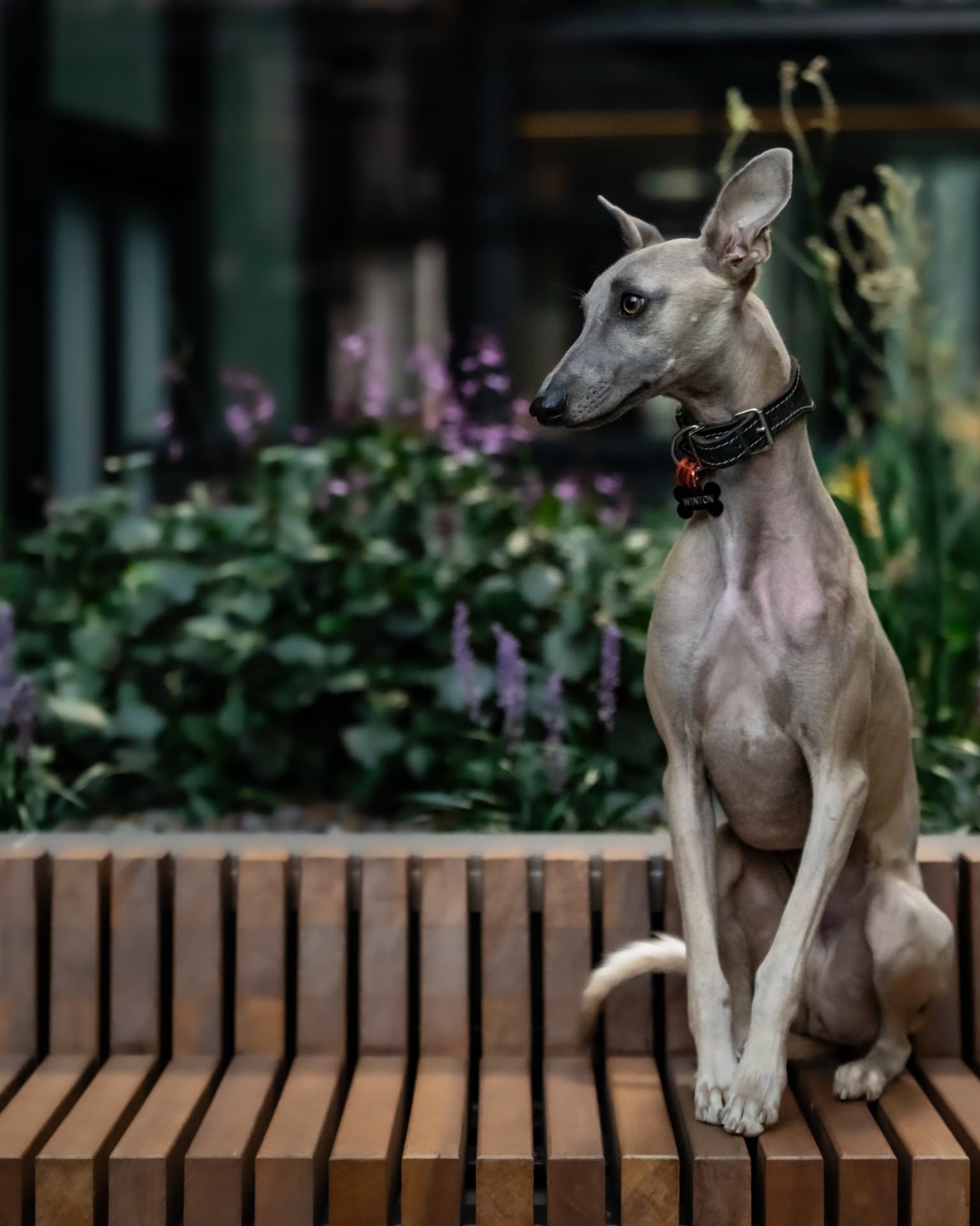 Whippet sitting upright on a wooden bench in a garden