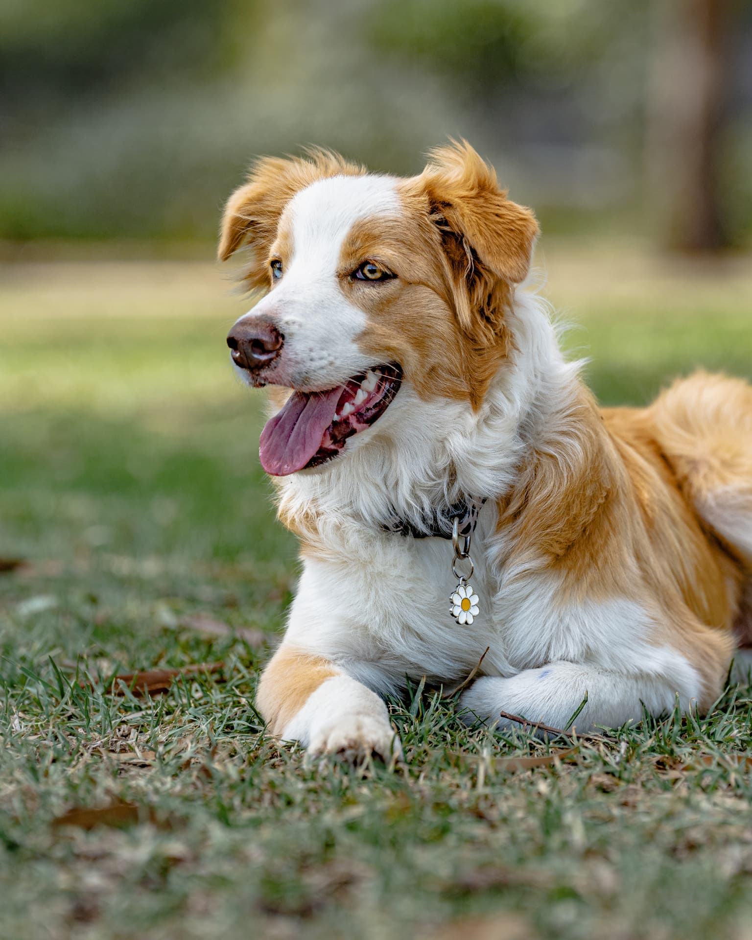 Red and white border collie lying on grass in a park