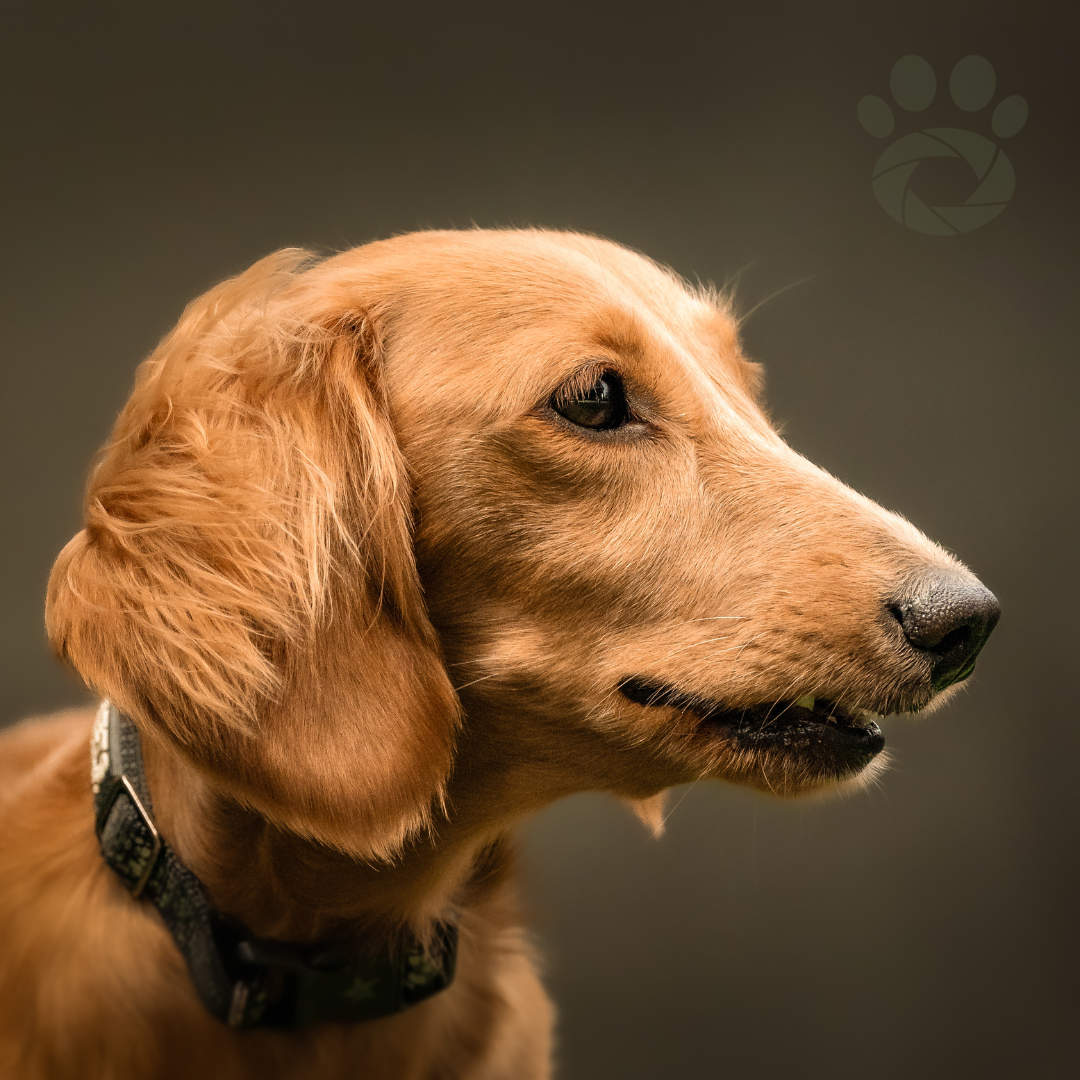 Studio profile portrait of a long-haired dachshund