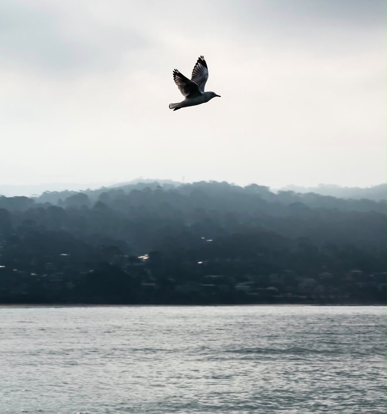 Seagull in flight over misty water and forested hills