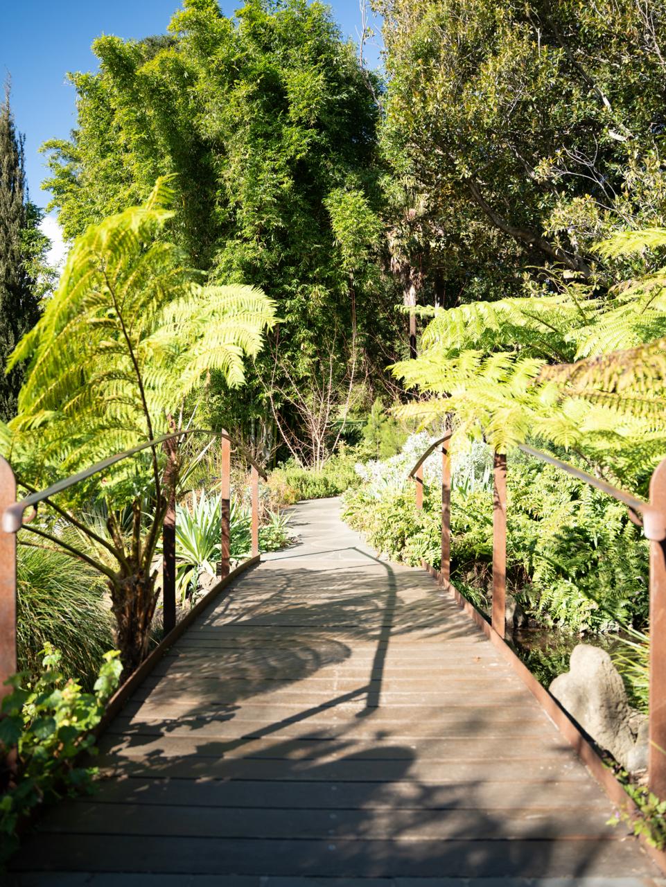Timber boardwalk winding through tree ferns in a Melbourne garden