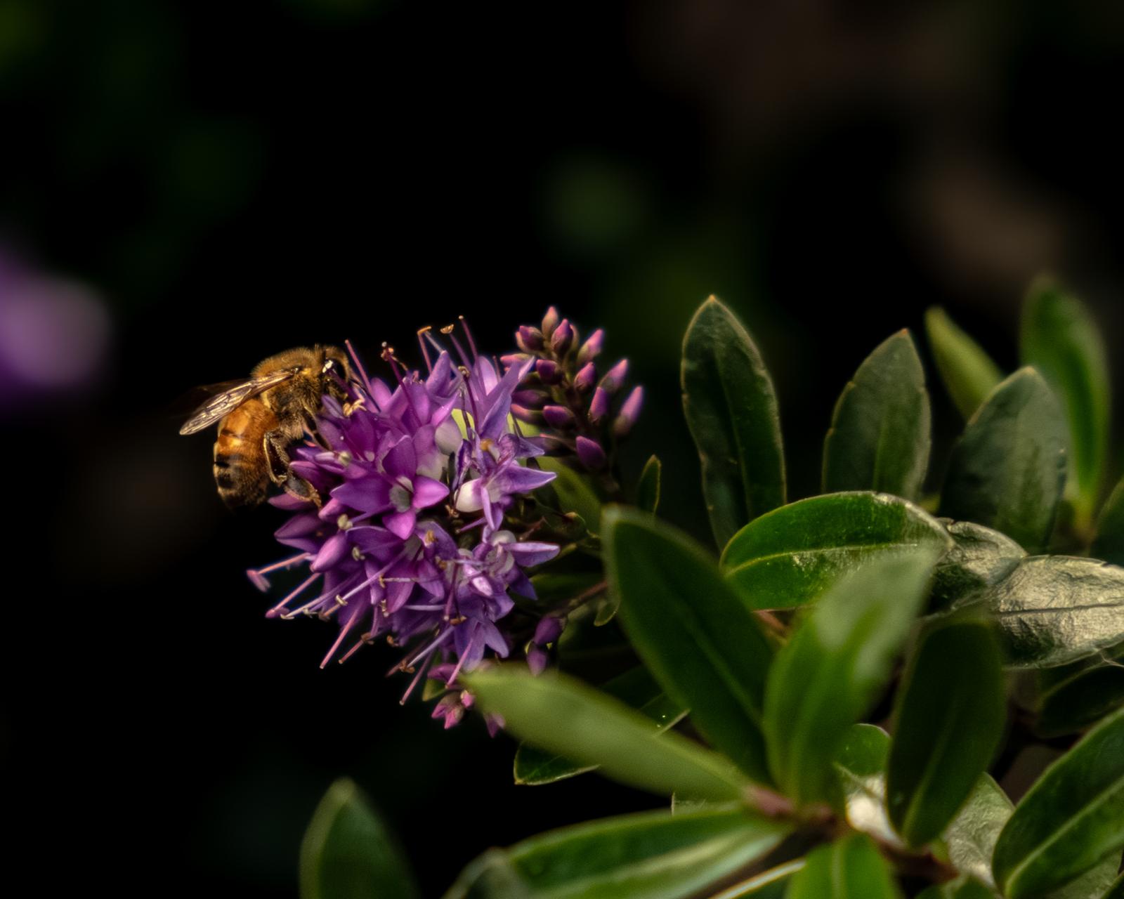 Honey bee feeding on a purple hebe flower