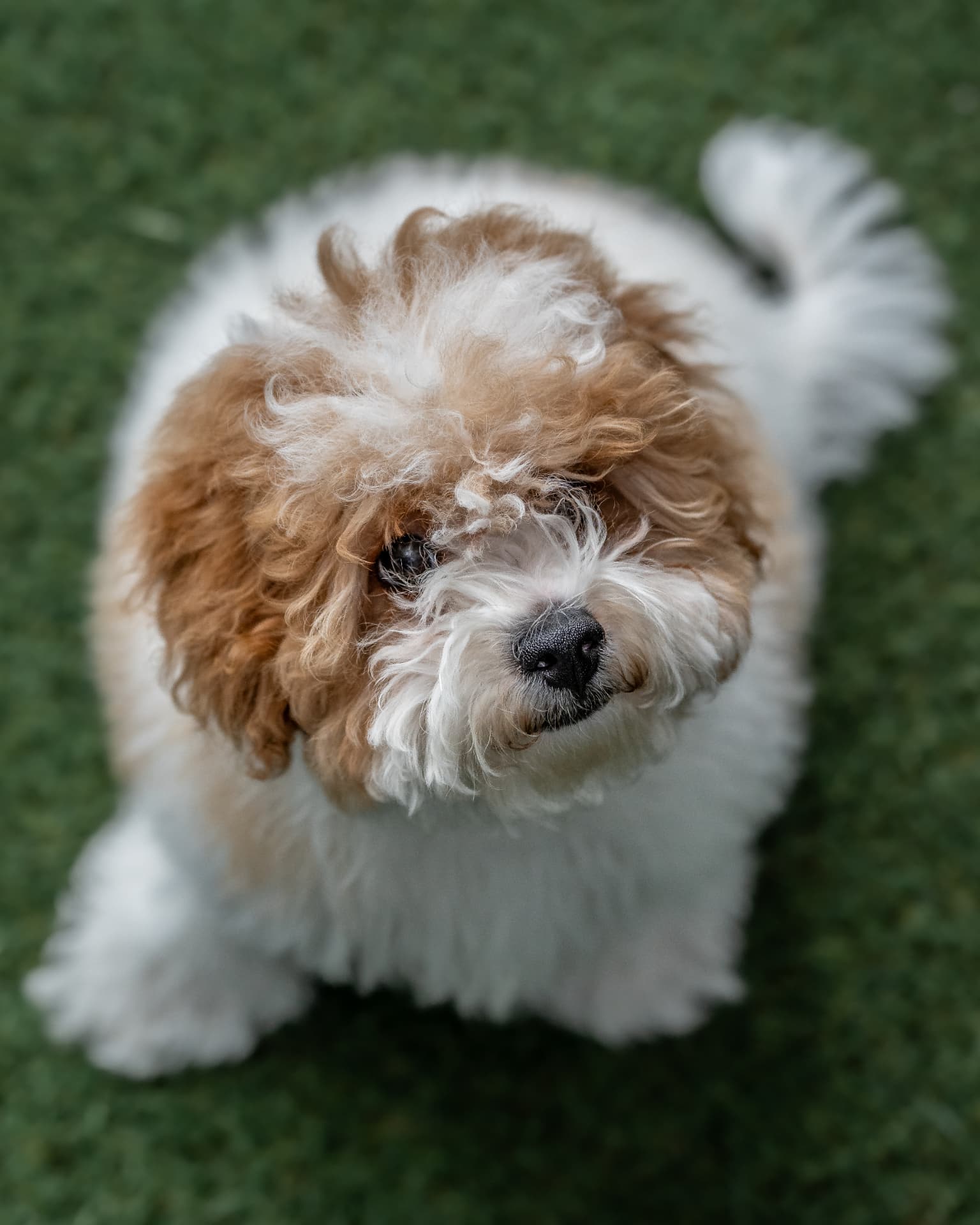 Cavoodle looking up at the camera from the grass