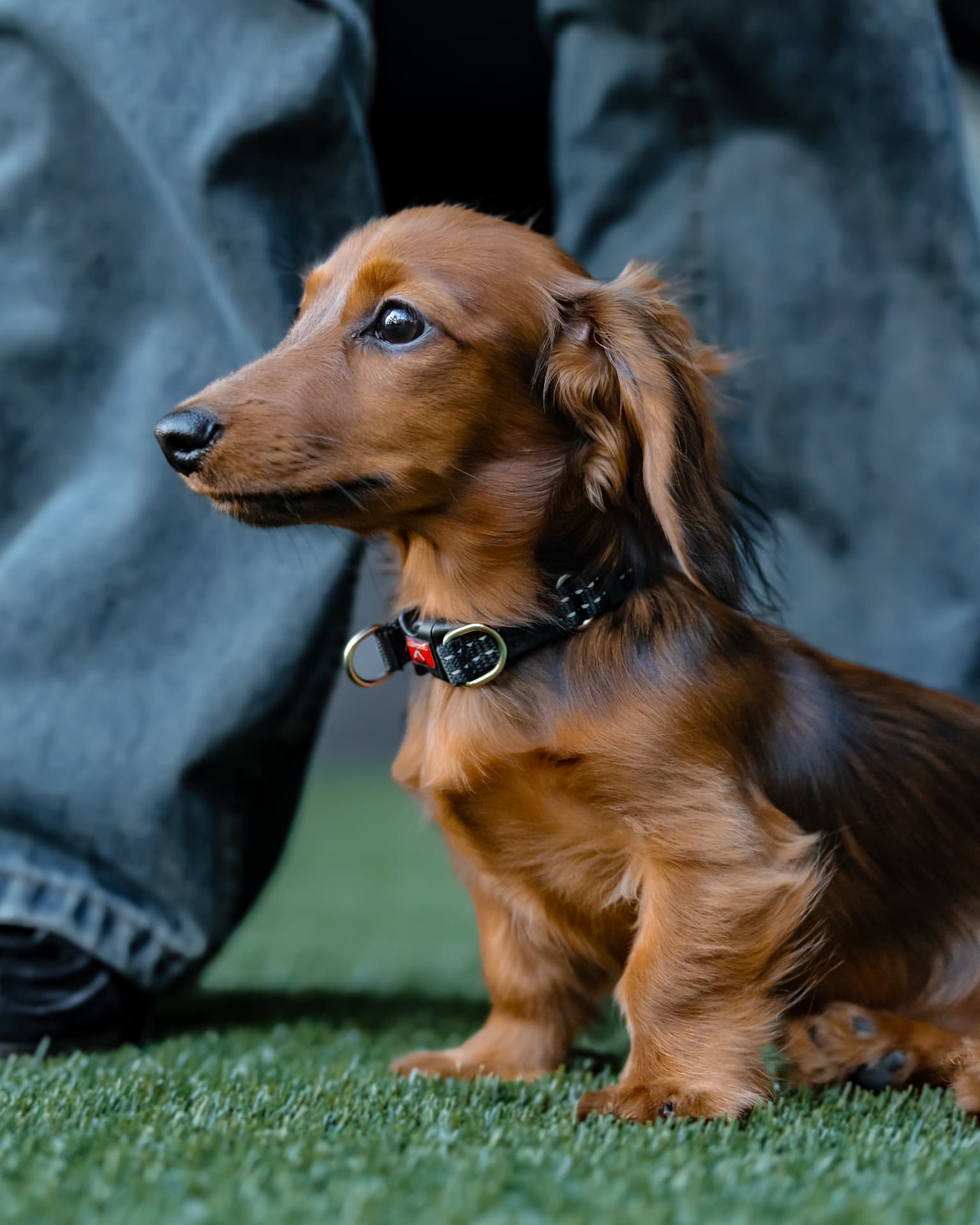 Long-haired dachshund standing on grass beside its owner