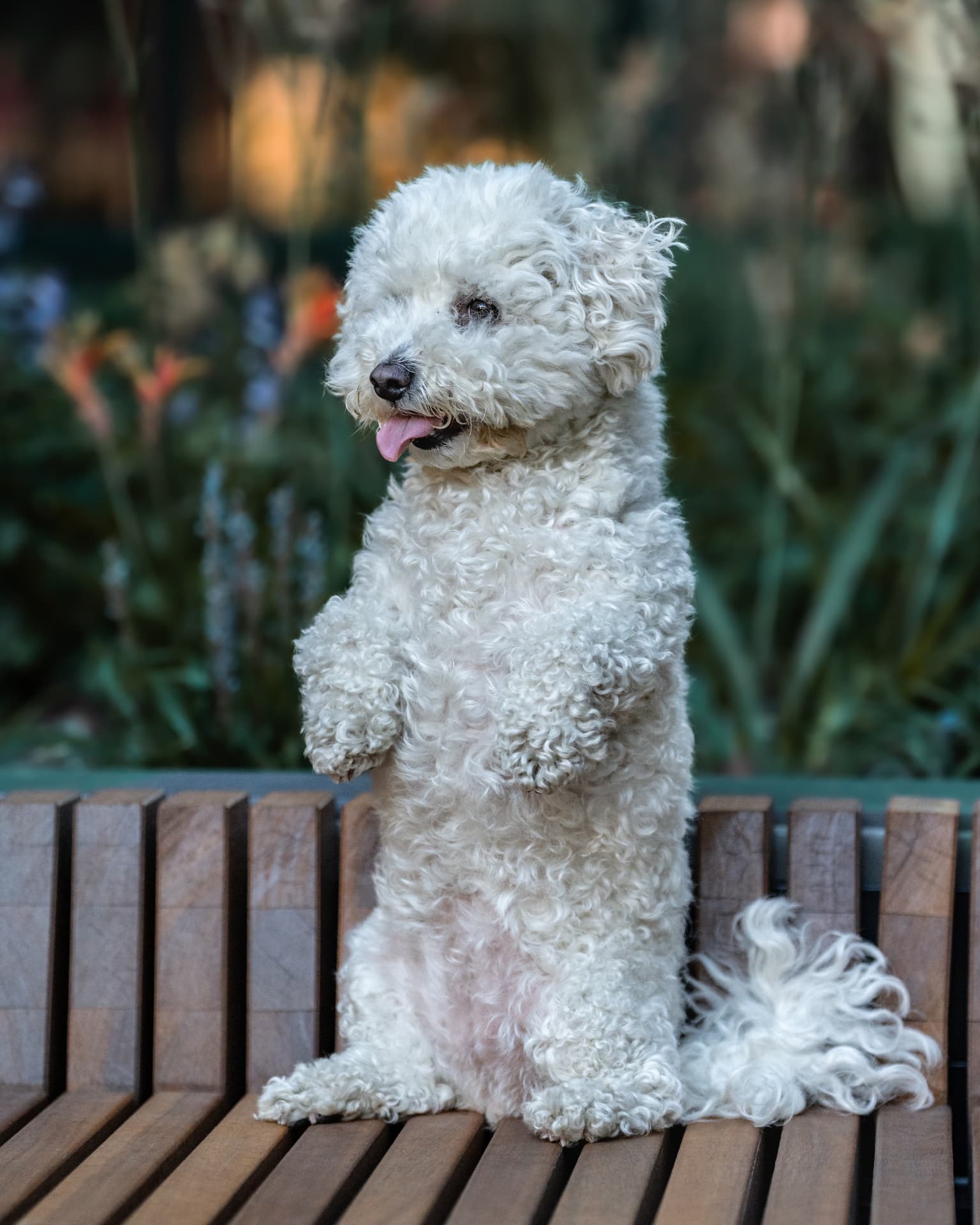 White poodle sitting up on a garden bench